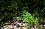 Ravine sedge